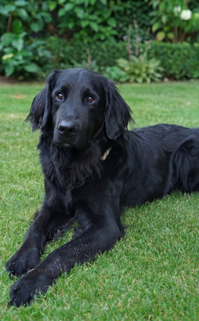 Anne Heitkämpers Hund, der auf Wunsch bei ihrer Arbeit als zertifizierte Seniorenbetreuung / Alltagsbegleitung unterstützt. Schenefeld Halstenbek Rellingen Iserbrook Blankenese